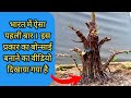 Early Bonsai Trees Making Process Step By Step | A fused ficus bonsai tree part 2 #janabonsai