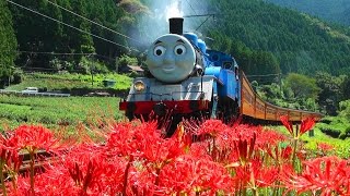 大井川鉄道 SL きかんしゃトーマスと彼岸花　2014年9月【Japanese Thomas\u0026Cluster amaryllis 】