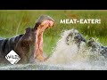 Are Hippos Turning into Carnivores? Tough Times in Africa’s Okavango Delta