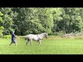 sartors falcetto knabstrupper stallion 2 years old baby exercises