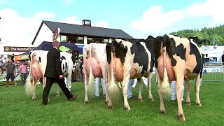 Gwartheg Holstein wedi lloua dwywaith | Holstein cattle calved twice