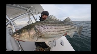 Huge Migratory Striped Bass Blitz