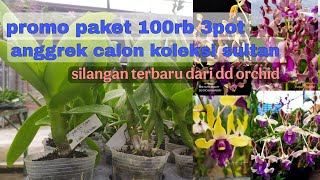 PROMO ANGGREK DENDROBIUM KRITING CALON KOLEKSI SULTAN