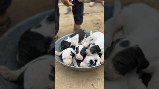 Pakistani Bully Kutta Puppies #bullydog #puppies #shorts