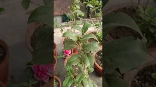 ক্যামেলিয়া ফুল গাছের পরিচর্যা #garden #camellia #viralshort #rosegardentour