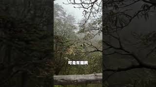 让你的女朋友也给你拍 拍照教程猫咪日常女友视角