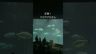 迫力がすごかった！#クロマグロ #葛西臨海水族園