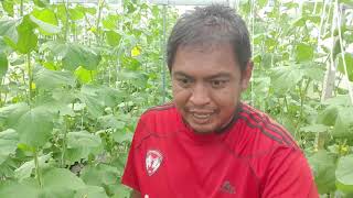 เตรียมคัดผลเมล่อน เทคนิคการเด็ดแขนง เด็ดใบ nf farm