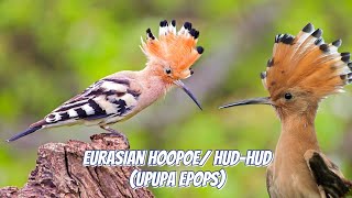 INTERESTING FACTS EURASIAN HOOPOE BIRDS (UPUPA EPOPS).