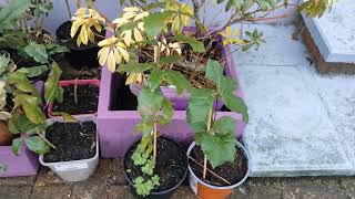 Holm Oaks (Quercus ilex) and Strawberry Tree (Arbutus unedo) in January Northern Ireland 11/01/2025