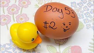 RAW EGG PEELING LIVE - DAY 53 #2
