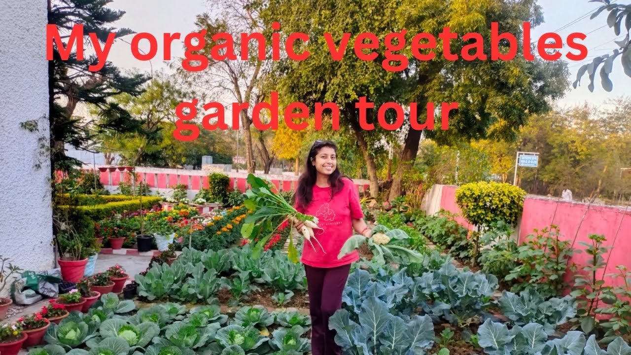 My Organic Vegetables Garden Tour Garden Harvest Vegetable Garden Youtube