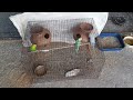 budgies ka joda kaise lagaen budgies pairing australian parrots