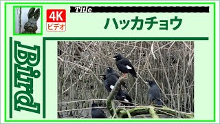 【4K】ハッカチョウ　～増えましたね～　20220323　Bird　野鳥