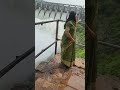 srisailam dam 10 gates opened today beautiful omnamahshivaya