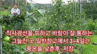 사과 수확시기 및 저장방법