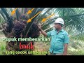 Pupuk untuk membesarkan buah sawit yang cocok