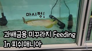 피쉬매니아 방문기 _ TGA 커리안블루, 과배금용 미꾸라지 피딩 / F2 blue base crossback golden, loach feeding