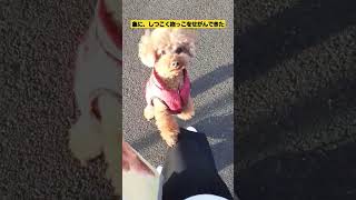 高齢犬の日常🐶しつこすぎて、かわいい(笑)#シニア犬 #トイプー #でかプー #テディベア