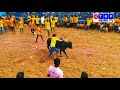 pudukkottai kalamavur jallikattu 2018