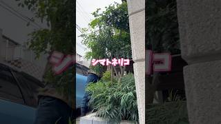 【埼玉の植木屋さん】あいにくの雨ですが、樹木のお手入れはじめます！#富士見グリーンガーデン #ガーデン #ガーデニング #植木屋 #造園 #ショート #short #剪定 #虫 #埼玉県 #富士見市