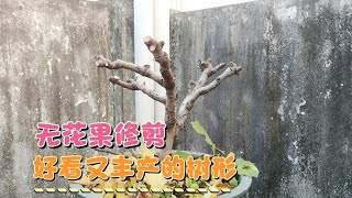 無花果修剪的“秘訣”，這些要點是關鍵，學會了它好看又豐產！