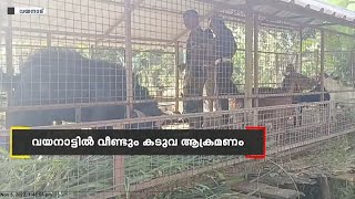 വയനാട്ടിൽ വീണ്ടും കടുവ ആക്രമണം; വിവിധ പ്രദേശങ്ങൾ കടുവ ഭീതിയിൽ