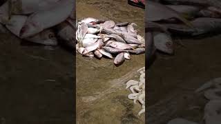 kavangarai meen market please subscribe