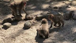 高崎山自然動物園　2022/04/05