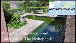 Vegetated Engineered pond Zaltbommel The Netherlands