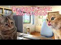 【Ｊリーグ開幕】jのある日常非日常【 猫ミーム 猫マニ 】