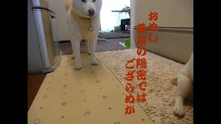 柴侍おもしろ犬、白柴は猫舌、飼い主を疑う。毒味を(熱いか)、確かめてくだされ　Shiba Inu White \u0026 Jack Russell Terrier