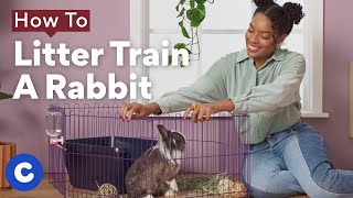 How To Litter Train a Rabbit | Chewtorials