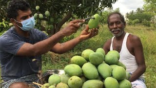 Farm Fresh Mango Snack // Raw banaganapalle mango with Chili and salt