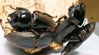 【ダイオウヒラタ】ヒラタクワガタのメスはとても美しかった【ぴぴんap】掘り出し Dorcus bucephalus