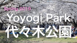 代々木公園  風に舞う桜がきれい！ “Sakura” Yoyogi Park　- Spring 2019 -