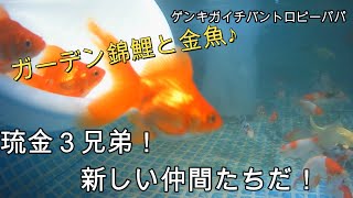 #金魚#錦鯉＃フレームプール【錦鯉ブログ】琉金３兄弟！合流しまーす！