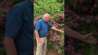 Pruning the Peggy Martin Rose