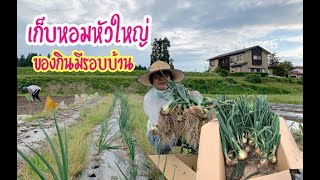 เก็บหอมหัวใหญ่ปลอดสาร  #ของกินมีรอบบ้าน [2020Ep87]