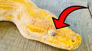 My Pet Python Might Go Blind?!!!