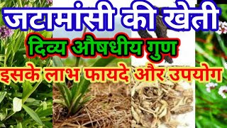 जटामासी की खेती।जटामांसी के फायदे।औषधीय पौधे।medicinal plants।#jtamasi।jtamansi benifits।#jtamansi।