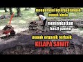 SEJUTA MANFAAT PUPUK SOLID Pupuk organik terbaik kelapa sawit