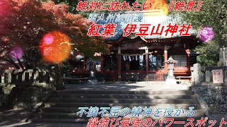 【絶対に訪れたい　『絶景』】紅葉 伊豆山神社　関八州総鎮護　紅葉 伊豆山神社　不撓不屈の精神を授かる　縁結び最強のパワースポット  ( Autumn leaves Izusan Shrine )