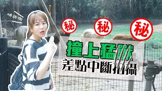 【威廉快桃】正妹帶你玩爆綠世界 誰說新竹沒有好玩的地方│野生動物園撞上超兇猛獸 差點中斷拍攝│園區應提供手指保險?!!