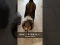 【生後11ヶ月】目覚めた母と遊びたいシェルティ😆sheltie wants to play with mother shorts