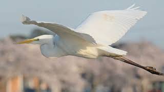 カメラの実力　アデシヨナルタイム　伊佐沼の野鳥　春４月