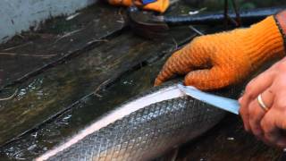 How to Clean and Filet Gar