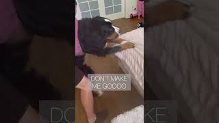Trying to Wash Our 135lb Dog