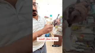 طريقة رضاعه صغار القطط