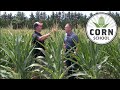 Corn School: How short plants impact yield